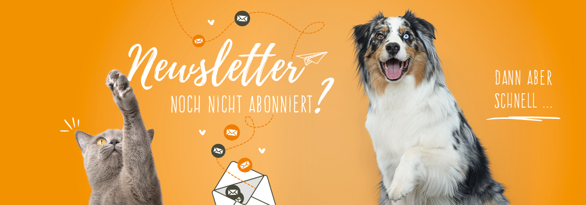 Hund und Katze warten auf Post