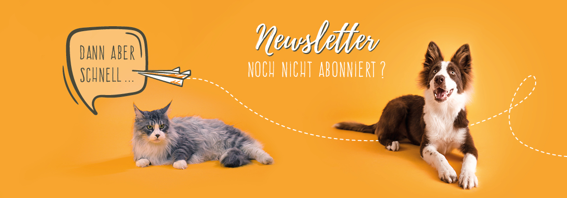 Hund und Katze warten auf Post