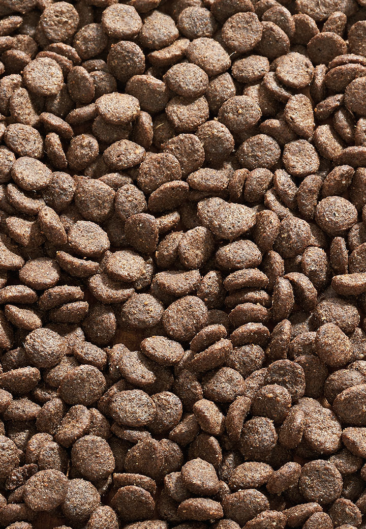 Cat Allergy Forelle