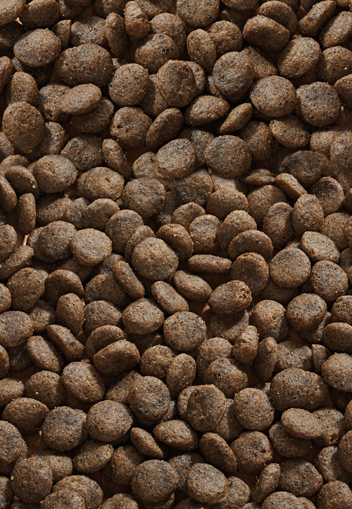 Cat Allergy Hirsch