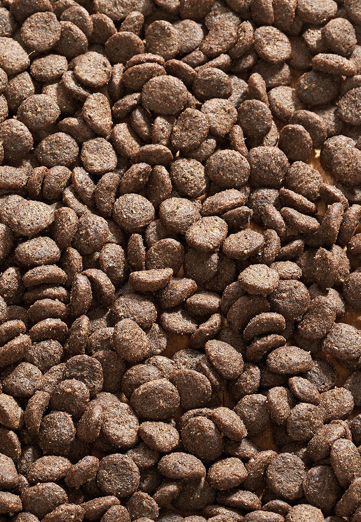 Cat Allergy Ziege