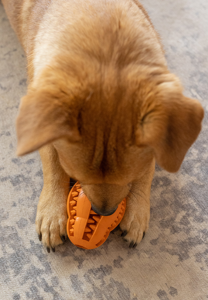  Hundespielzeug Rugby  Bild 5
