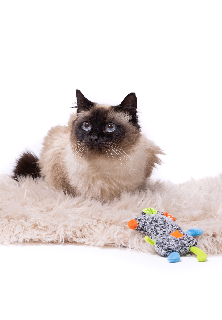 Katzenspielzeug Maus Tom