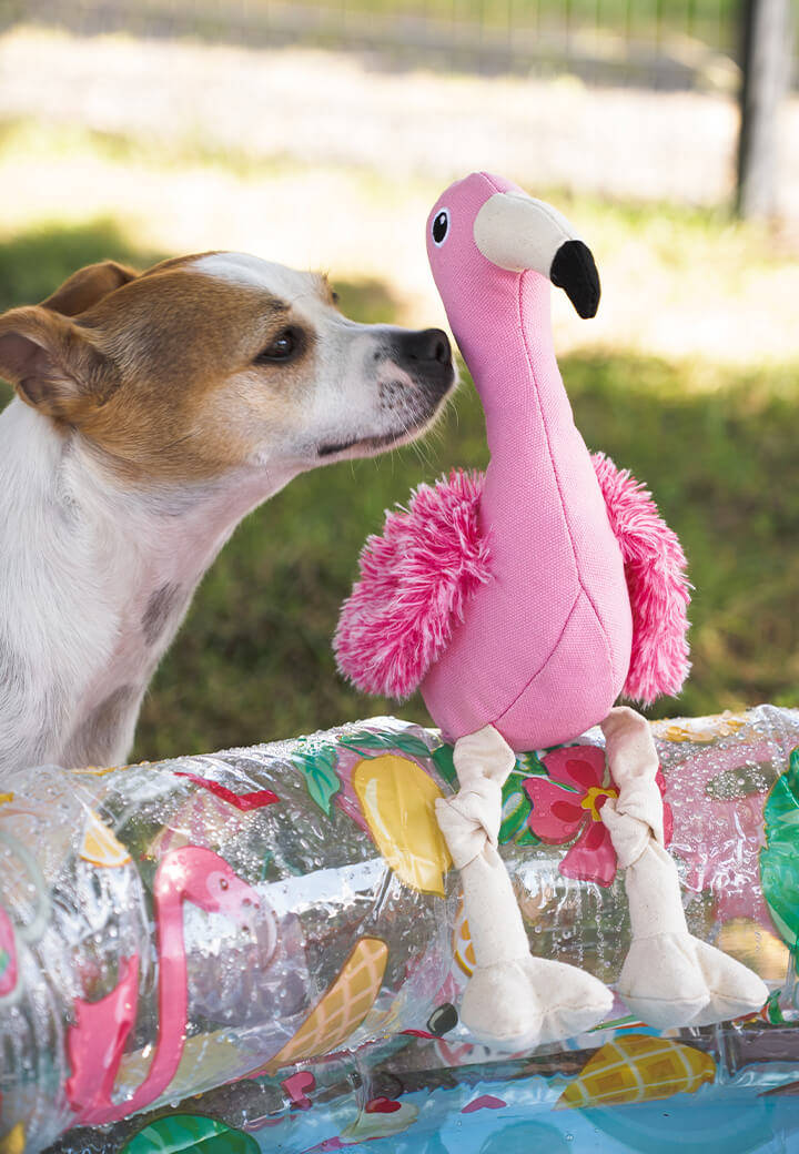 Flamingo Friedbert Bild 5