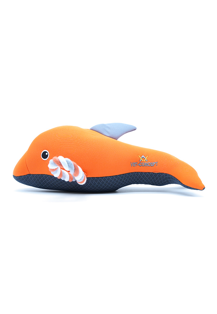 Delfin Danny Bild 4
