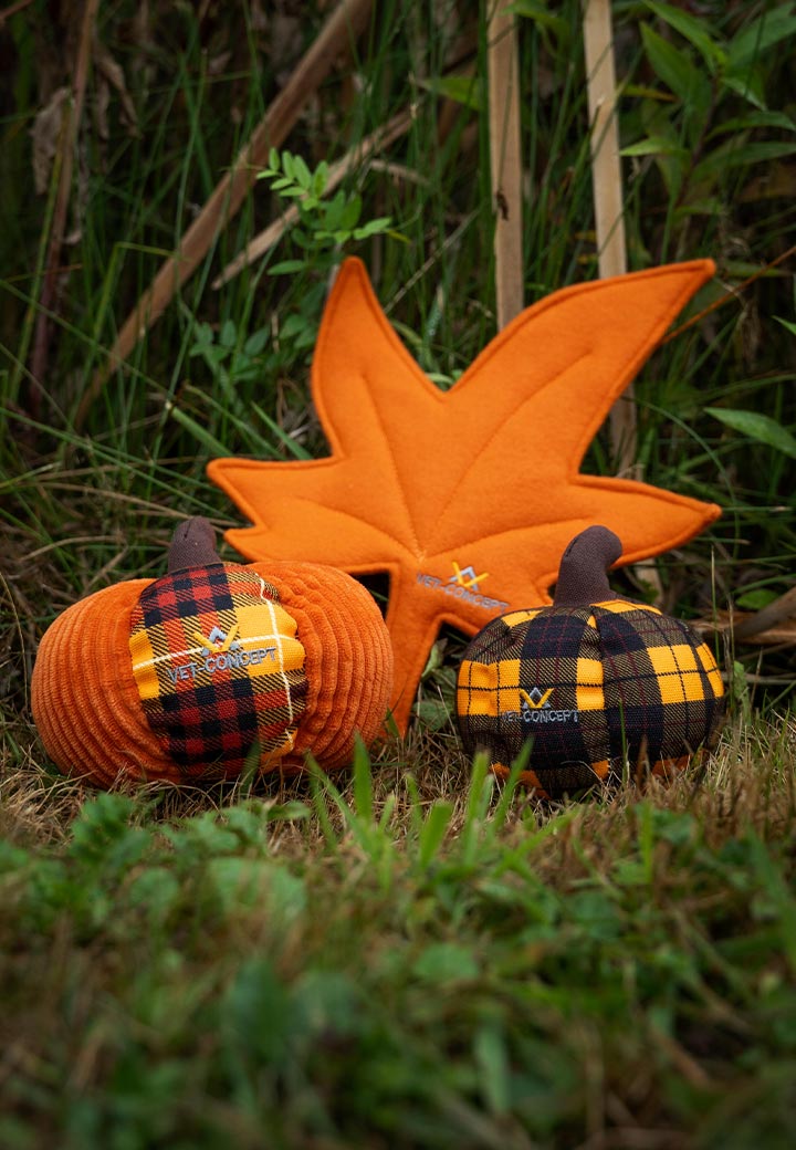 Herbstblatt orange Bild 3