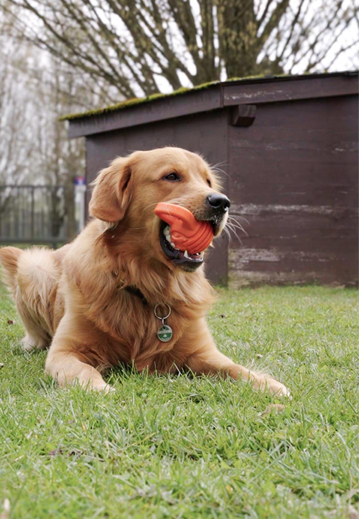 4Pets Hundespielzeug Dumbbell