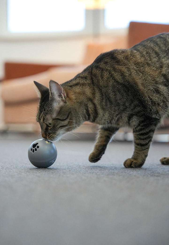 Bio Snackball fuer Katzen Bild 3